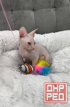 Канадский сфинкс Донецк - изображение 3