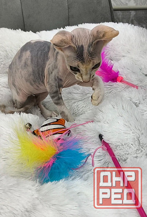 Канадский сфинкс Донецк - изображение 5