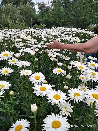 Продам корни многолетней ромашки Харцызск