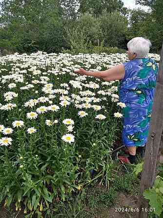 Продам корни многолетней ромашки Харцызск
