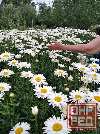 Продам корни многолетней ромашки Харцызск - изображение 2