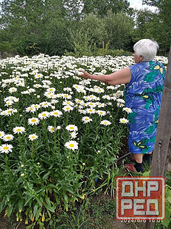 Продам корни многолетней ромашки Харцызск - изображение 1