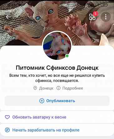 Питомник канадских сфинксов Донецк