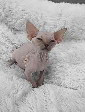 Питомник канадских сфинксов Донецк