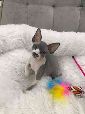 Питомник канадских сфинксов Донецк