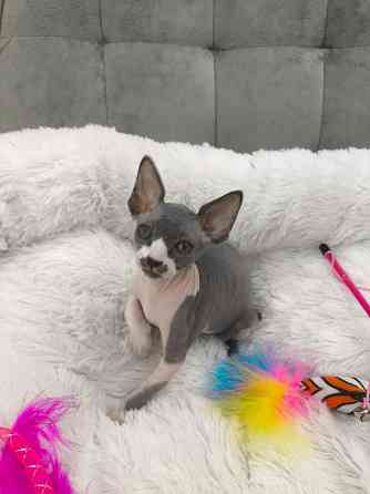 Питомник канадских сфинксов Донецк