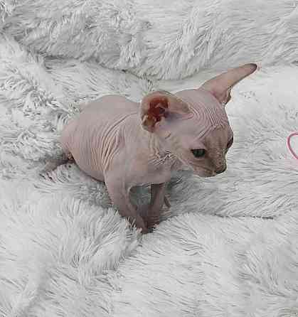 Питомник канадских сфинксов Донецк