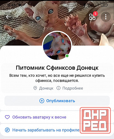 Питомник канадских сфинксов Донецк - изображение 5