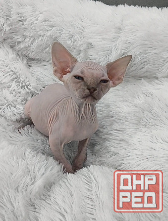Питомник канадских сфинксов Донецк - изображение 4