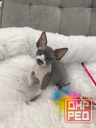 Питомник канадских сфинксов Донецк - изображение 1