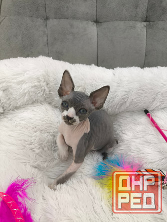 Питомник канадских сфинксов Донецк - изображение 2