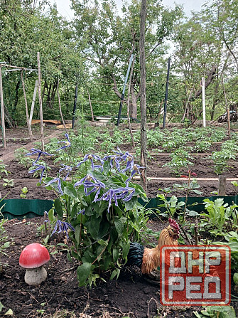 Продается дача в Донецке,кооператив «Сосна» Донецк - изображение 8