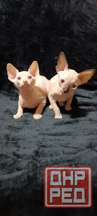 Голубоглазые котята канадского сфинкса Донецк - изображение 1