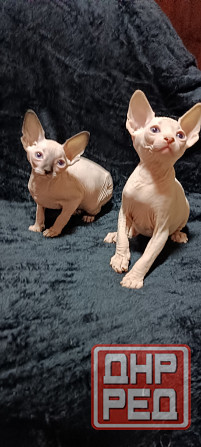 Голубоглазые котята канадского сфинкса Донецк - изображение 2