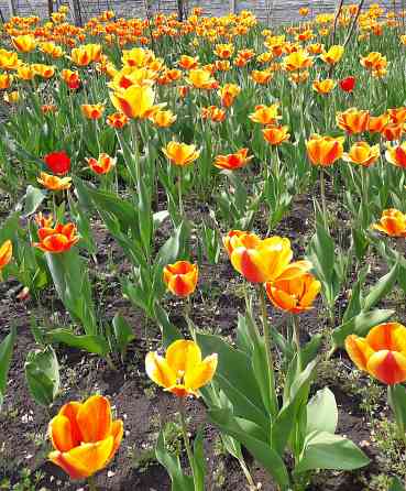 Садовые луковичные растения Макеевка