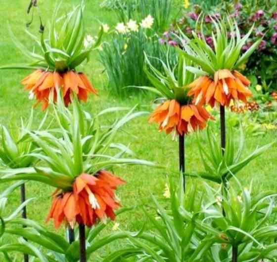 Садовые луковичные растения Макеевка