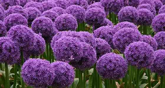 Садовые луковичные растения Макеевка