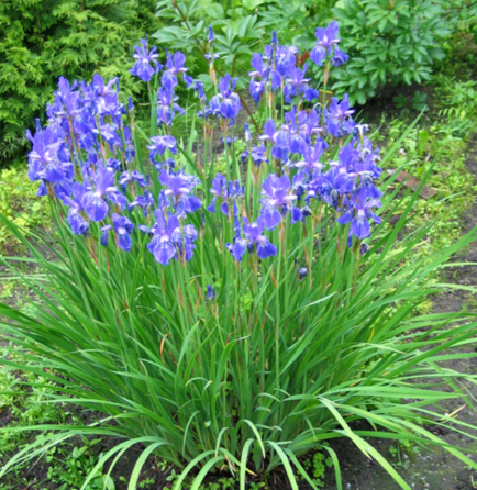 Садовые луковичные растения Макеевка