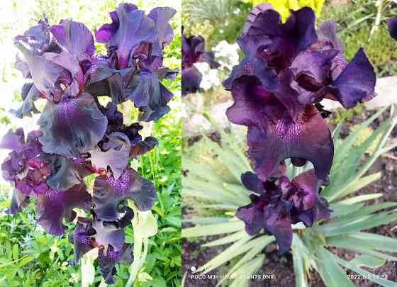 Садовые луковичные растения Макеевка