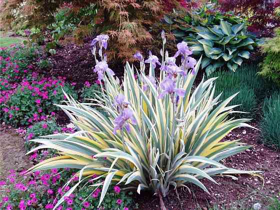 Садовые луковичные растения Макеевка