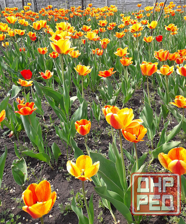 Садовые луковичные растения Макеевка - изображение 5