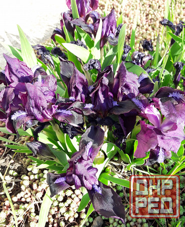 Садовые луковичные растения Макеевка - изображение 7