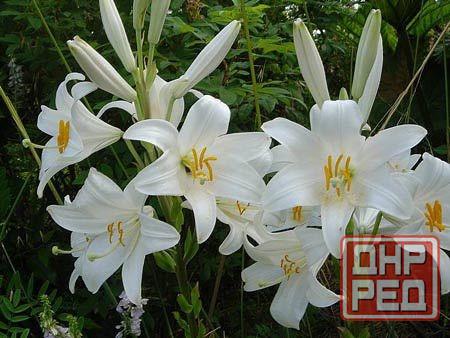 Садовые луковичные растения Макеевка - изображение 8