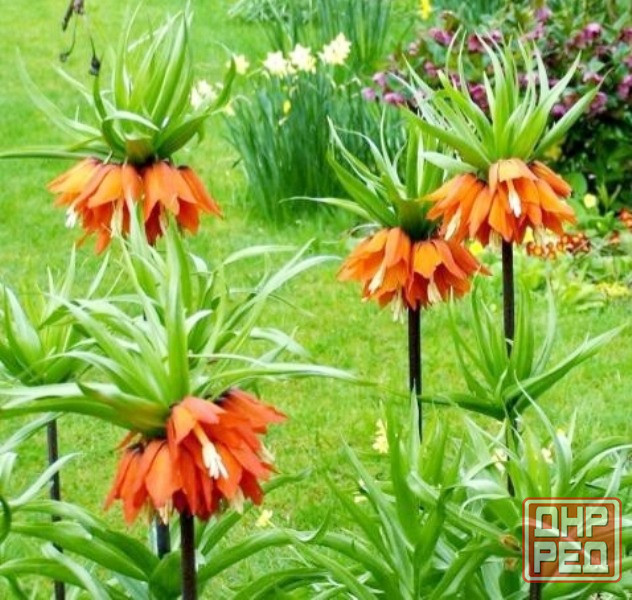 Садовые луковичные растения Макеевка - изображение 6