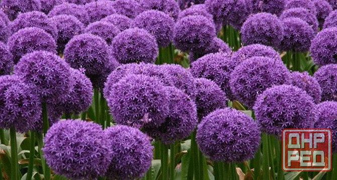 Садовые луковичные растения Макеевка - изображение 4