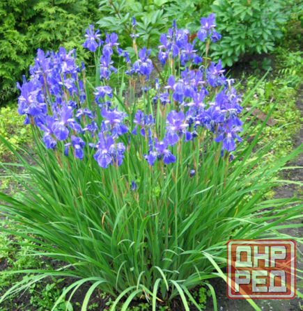 Садовые луковичные растения Макеевка - изображение 3