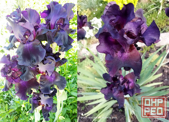 Садовые луковичные растения Макеевка - изображение 1