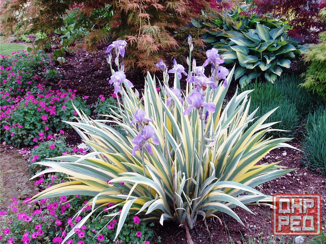 Садовые луковичные растения Макеевка - изображение 2