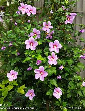 Цветущие кустарники для сада Макеевка