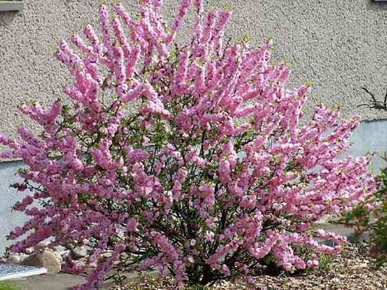 Цветущие кустарники для сада Макеевка