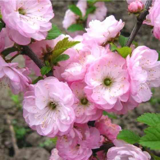 Цветущие кустарники для сада Макеевка