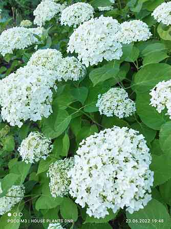 Цветущие кустарники для сада Макеевка