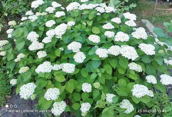 Цветущие кустарники для сада Макеевка