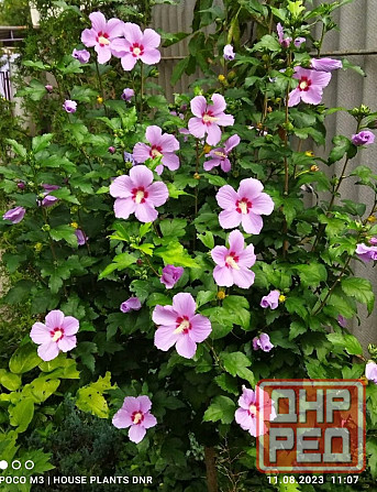 Цветущие кустарники для сада Макеевка - изображение 5