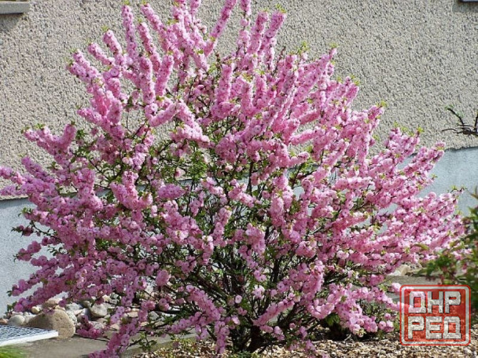 Цветущие кустарники для сада Макеевка - изображение 1