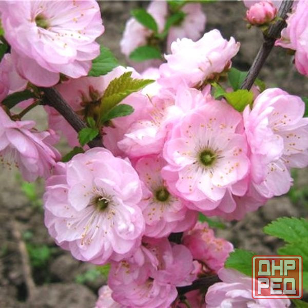 Цветущие кустарники для сада Макеевка - изображение 2