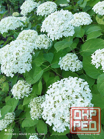 Цветущие кустарники для сада Макеевка - изображение 4