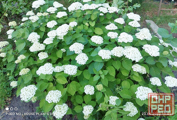 Цветущие кустарники для сада Макеевка - изображение 3