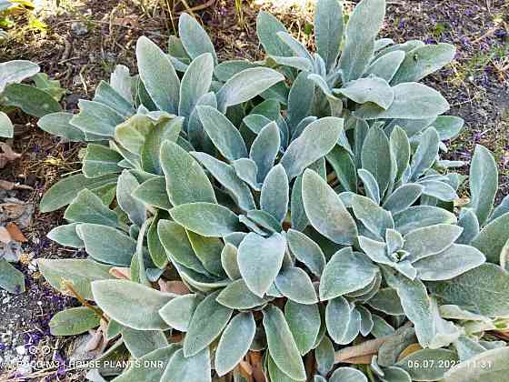 Почвокровные растения Макеевка