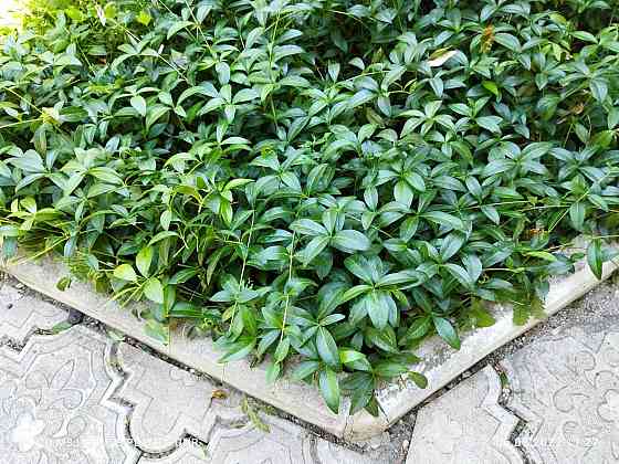 Почвокровные растения Макеевка