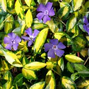 Почвокровные растения Макеевка