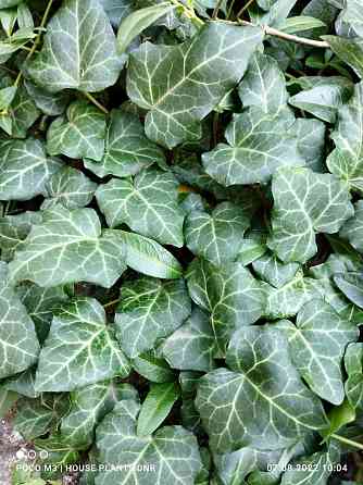 Почвокровные растения Макеевка