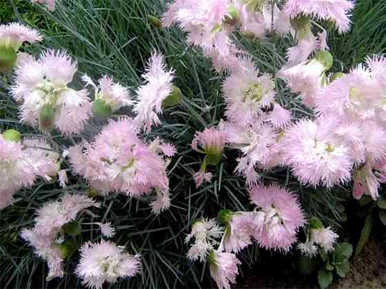 Почвокровные растения Макеевка