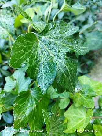 Почвокровные растения Макеевка