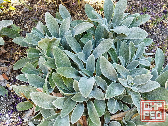 Почвокровные растения Макеевка - изображение 6