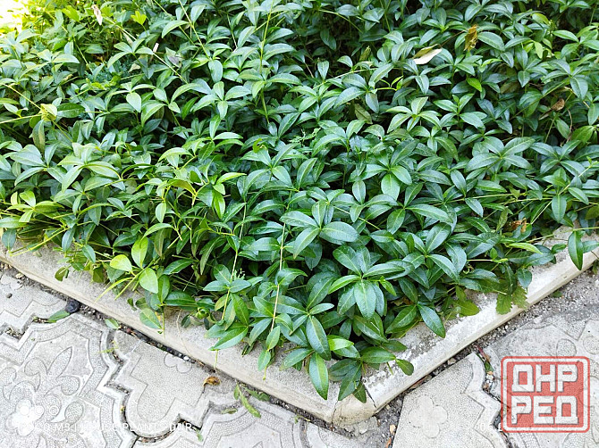 Почвокровные растения Макеевка - изображение 3